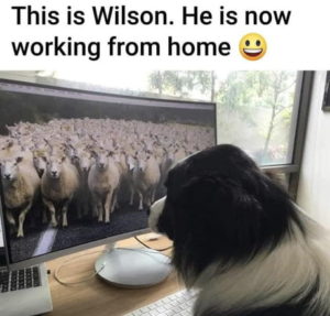 dog-working-from-home-meme